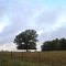 lone oak in southern Fauquier