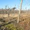 vines and roses at Hartwood Winery
