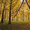Ginkgo Grove at Blandy Farm