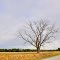 VIRGINIA: ISLE OF WIGHT COUNTY: tree in field