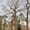 VIRGINIA: ISLE OF WIGHT COUNTY: WINDSOR: Shiloh Methodist Episcopal Church (torn down and moved to Windsor 1907) cemetery, 13500 Shiloh Drive (S.R. 603)  tree