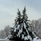 Snow Pines