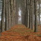 Trees of Virginia