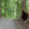 Hollow Tree