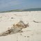 Remnants of crabbing