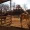Horses in the morning