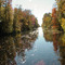 Dismal Swamp Canal - November