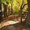 GDS Trail