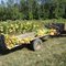 Tobacco Crop