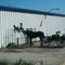 Mennonite horse and buggy at grocery store