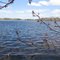 Mountain Ash Lake