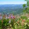 Lupine and Indian Paintbrush on Wedge Mt.