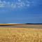 Wheat Field
