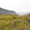 Devil's Canyon with Common Sunflowers