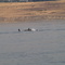 Orcas out of Friday Harbour, Wa.