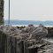 A post for every Seagull