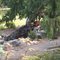 Waterwheel at Flower World