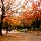 ☆Autumn in Tanmachi-Park☆