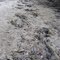 Bear Tracks along Little Su River my backyard October 2010