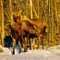 Moose in the Morning - This image " MOOSE IN THE MORNING ", was taken on a very, very cold morning on Knik Road, near Wasilla, Alaska .