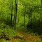 Skewed Trail