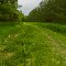 Whose Cutting the Grass in a State Forest?