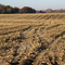 October Corn