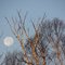 Moon at sunrise 2011 11
