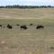"Where the Buffalo Roam"