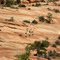 Mountain sheep in Utah...стройными рядами...