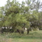 Paloverde of Mission,Tx