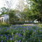 Bluebonnets in Webster, TX