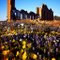 Wildflowers and Ruins