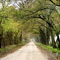 Rainy Day on a Country Road