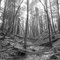 Ravine