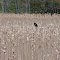 Red-winged blackbird defends his territory