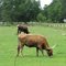 Texas Longhorns