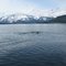 Sea Lion, Haines Alaska