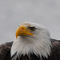 Bald Eagle near Haines1