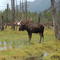 Moose