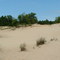 Behind Dune Lake Campground