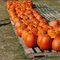 THE GIFT OF FALL