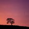 Oak at Sunset