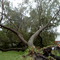 After Hurricane Charley, Meadowbrook Av
