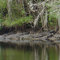 Dozens of alligators