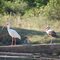 Ibis