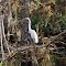 Heron at Babcock Wilderness