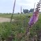 Miller Ecological Park
