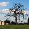 "DRY TREE ON DEC. at TULARE"