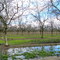 Walnut Orchard